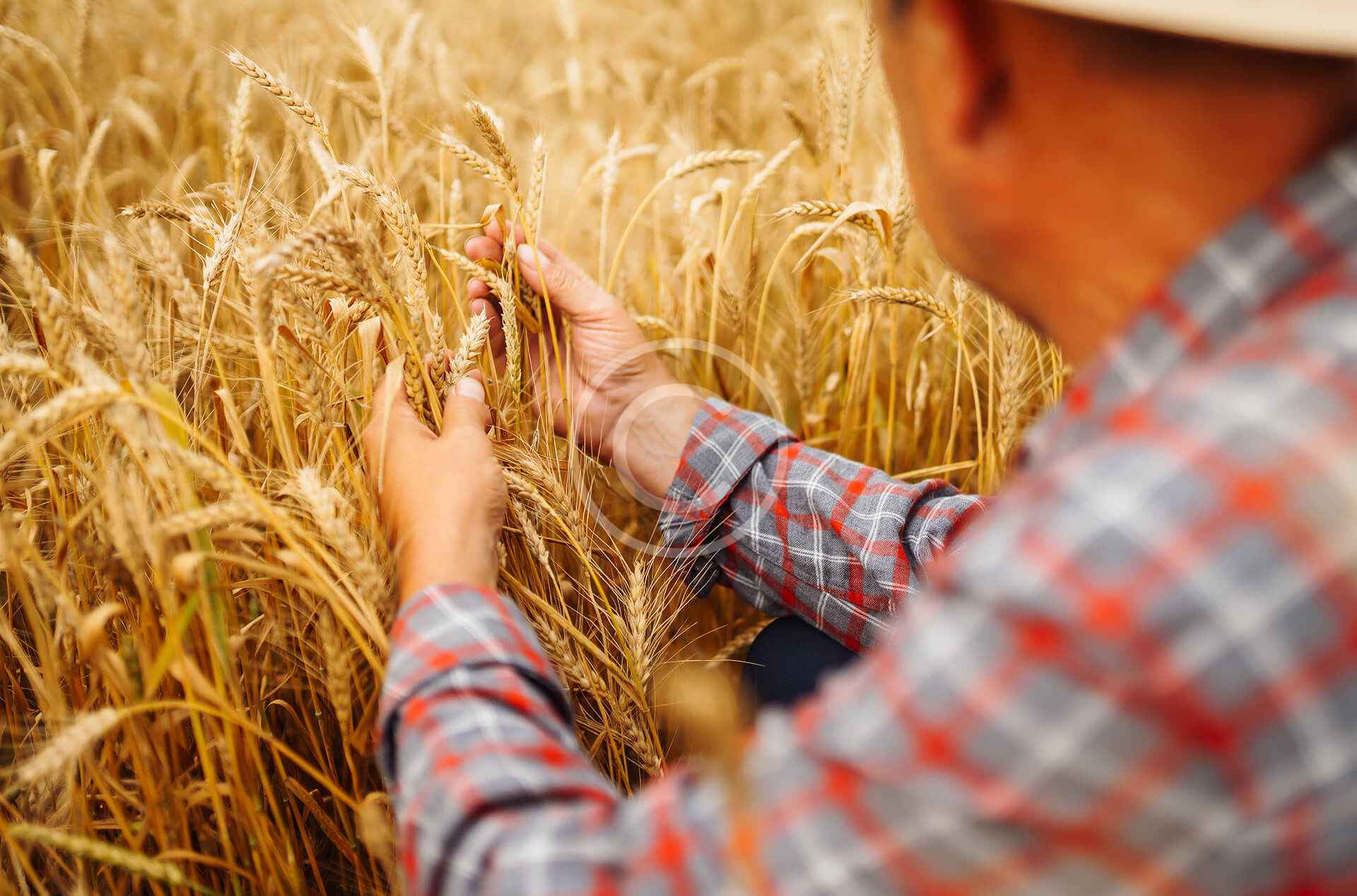 Wheat field